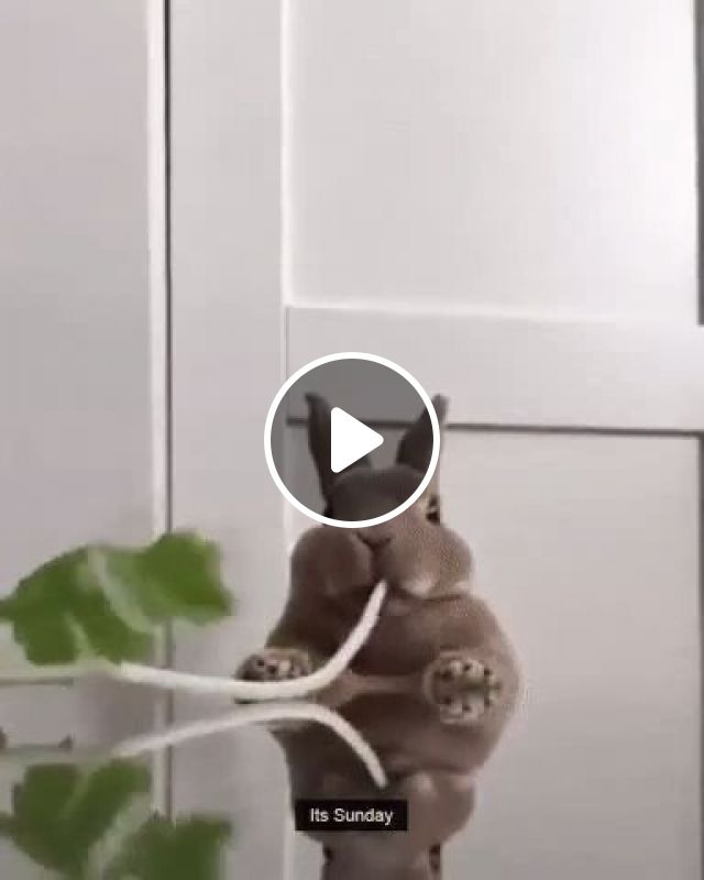 Food Grinders - Video & GIFs | rabbit, adorable, animal