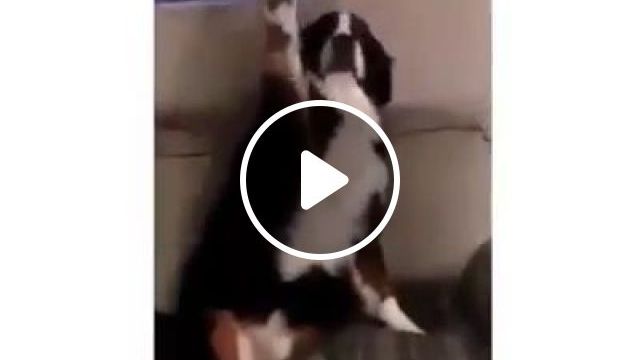He's So Proud, LOL - Video & GIFs | funny dog videos, funny pet videos, mischievous