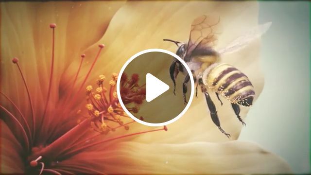 Beautiful Nature - Video & GIFs | beautiful nature, animal, bee, honey, pistil, flower 