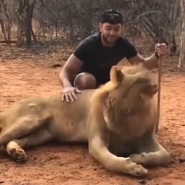 Like A Boss. Lion. Sneezing. Animal.