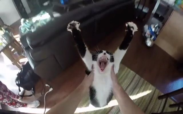 I will always love you, cat, pet, yawn.