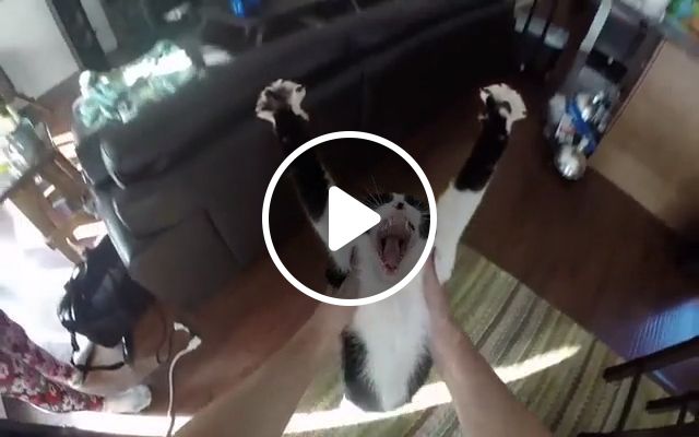 I Will Always Love You - Video & GIFs | cat, pet, yawn
