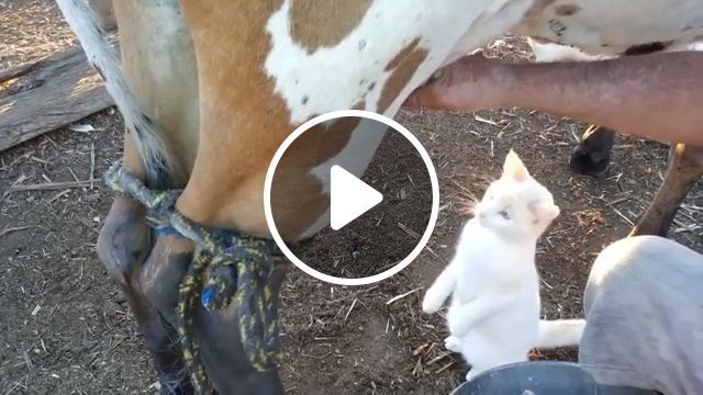 Cat Drinks Fresh Milk Straight From Cow - Video & GIFs | cat, pet, animal, milk, cow