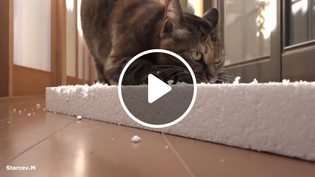 Please Nooo - Video & GIFs | cat, pet, mischievous