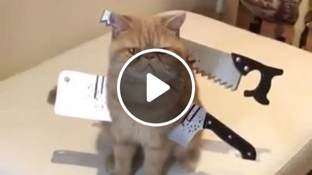 Cool Cat Halloween Costume - Video & GIFs | cat, costume, pet