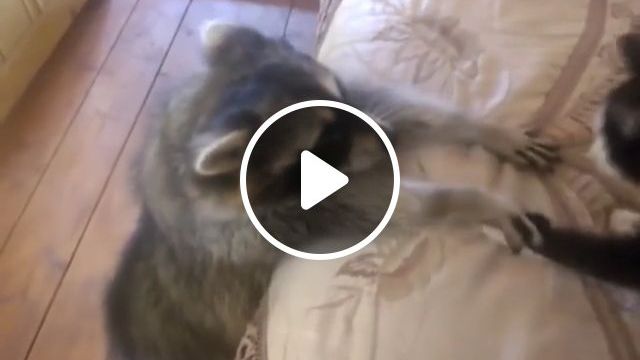 Titanic - Little Cat And Funny Raccoon - Video & GIFs | funny raccoon, funny cat, funny animal