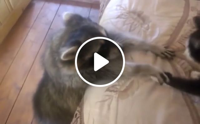 Titanic - Little Cat And Funny Raccoon. Funny Raccoon. Funny Cat. Funny Animal. #1