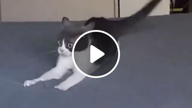 Where Is My Phone? Lol - Video & GIFs | cat, pet, eye, surprise