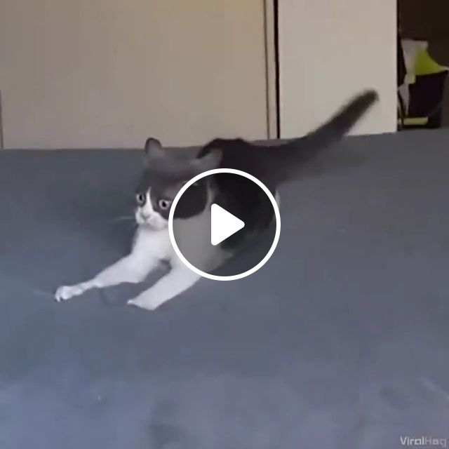 Where Is My Phone? Lol - Video & GIFs | cat, pet, eye, surprise