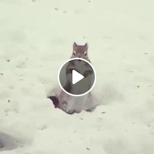 Winter Dance - Video & GIFs | squirrel, winter, dance, animal, snow