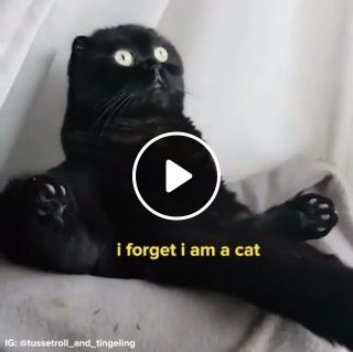 Funny cat black cat meme
