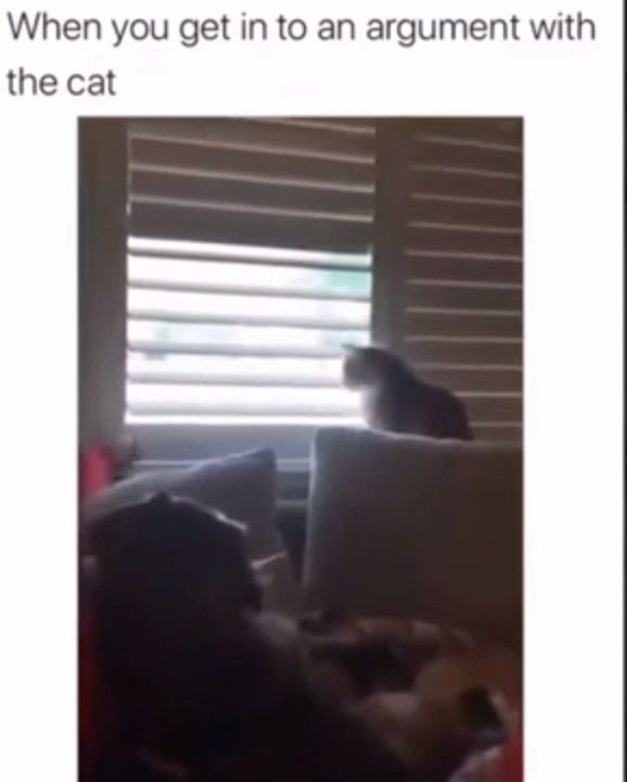 When You Get In To An Argument With The Cat - Video & GIFs | funny cat videos,funny pet,funny,funny video memes