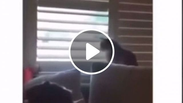 When You Get In To An Argument With The Cat - Video & GIFs | funny cat videos, funny pet, funny, funny video memes