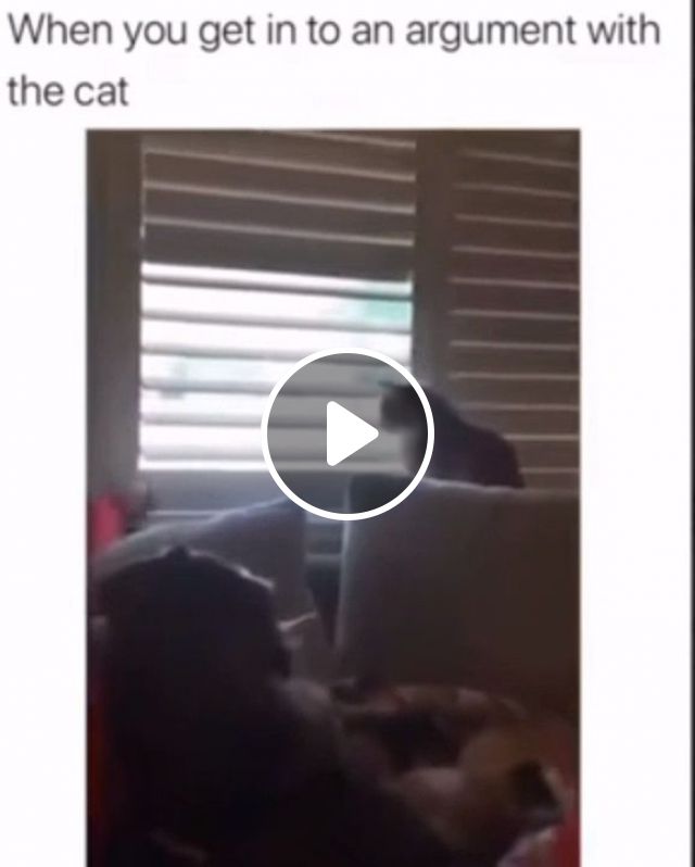 When You Get In To An Argument With The Cat - Video & GIFs | funny cat videos, funny pet, funny, funny video memes