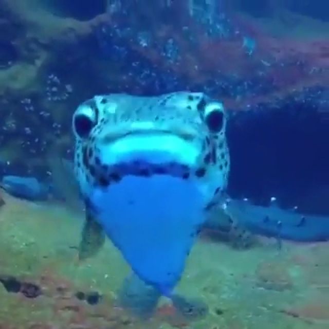 Some fish are camera hogs, funny animal videos, ocean, fish, shark.
