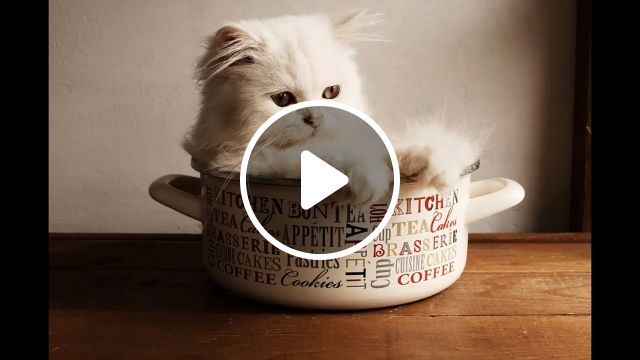 Beautiful baby cute cat pictures, baby, cute cat, pet, funny cat videos. #0