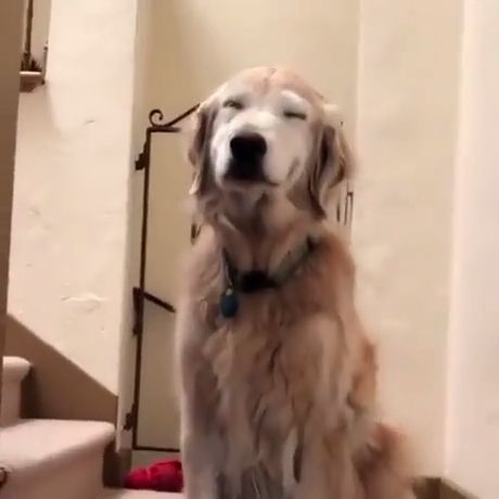 Smiling Dog Funny - Video & GIFs | golden retriever,smile,cute pet