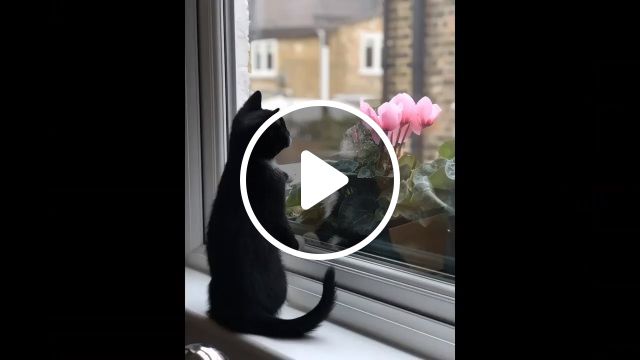 Beautiful Cats Baby - Video & GIFs | baby, cute cat, cute pet, funny cat, kitten