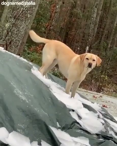 Dog playing in snow, labrador retriever, golden retriever, pet, ice.