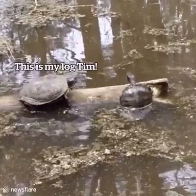 Tim is an idiot, turtle, funny animal videos, idiot.