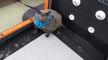 Fat cat exercising on treadmill, funny cat videos, funny pet, treadmill, workout.