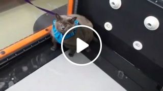 Fat Cat Exercising On Treadmill