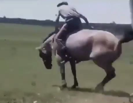 Professional trainer - training a wild horse, funny, horse, ride a horse.