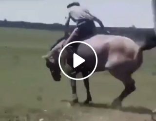 Professional Trainer - Training A Wild Horse