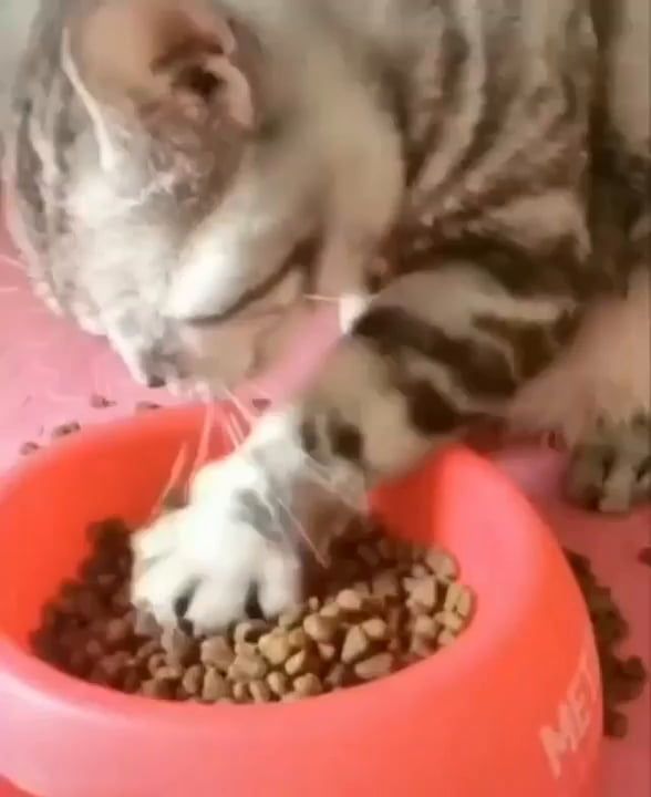 Cat Uses Paws Like Hands. Funny Cat Videos. Pet Food. Hand.