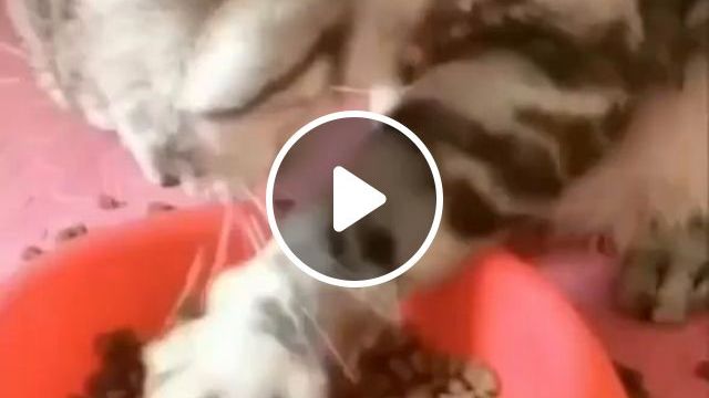 Cat Uses Paws Like Hands - Video & GIFs | funny cat videos, pet food, hand
