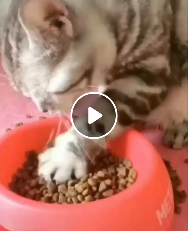 Cat Uses Paws Like Hands - Video & GIFs | funny cat videos, pet food, hand