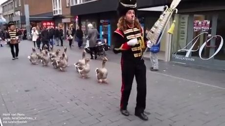 The geese parade, duck, geese, funny animal videos.