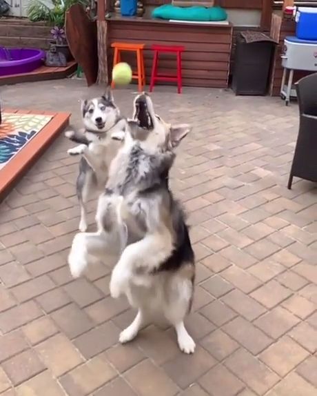 Dogs Catching Ball Funny - Video & GIFs | miniature siberian husky,alaskan malamute,ball,funny pet