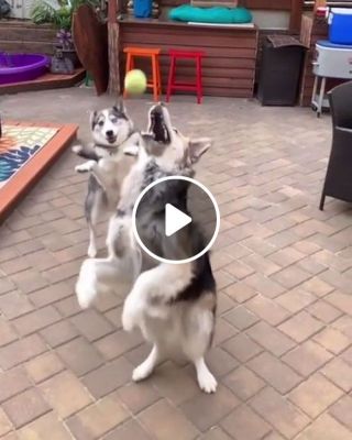 Dogs Catching Ball Funny