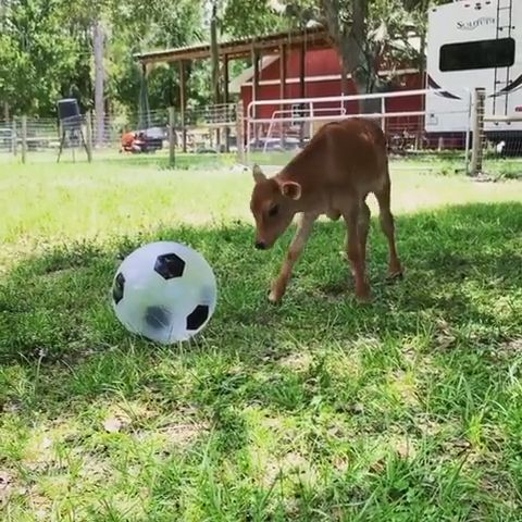 Cow playing with ball, cute animal videos, cow, ball.