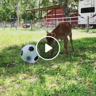 Cow playing with ball