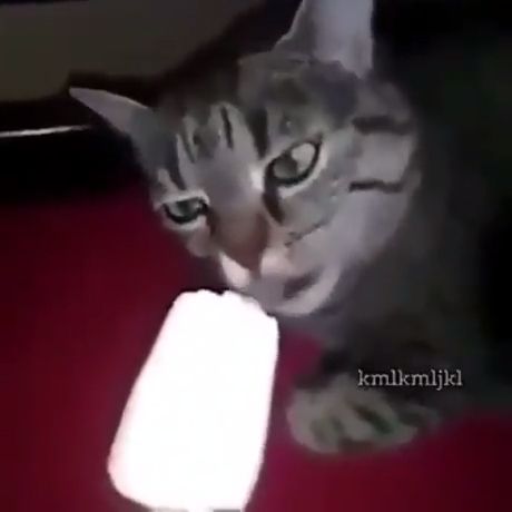 Teeth hurt for hours after eating ice cream, funny cat videos, pet, ice cream.