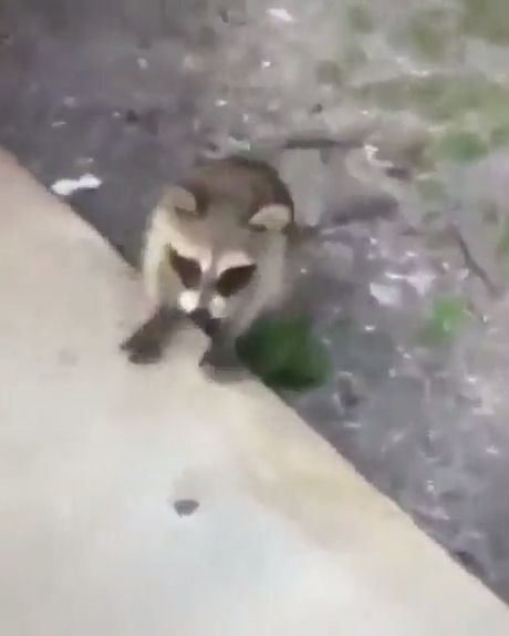 Never mess with a angry raccoon, funny, funny animal videos, raccoon, angry raccoon gif.