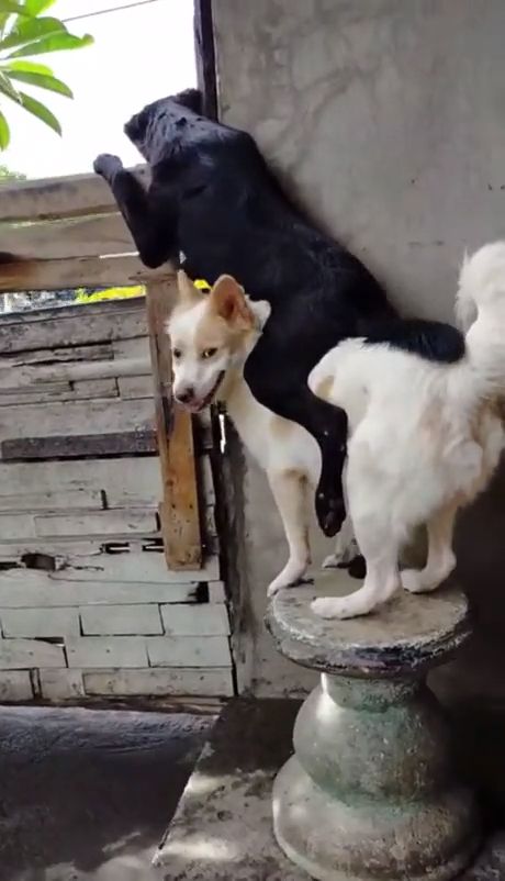 Famous Examples Of Teamwork - Video & GIFs | animal,funny dog videos,funny stories teamwork