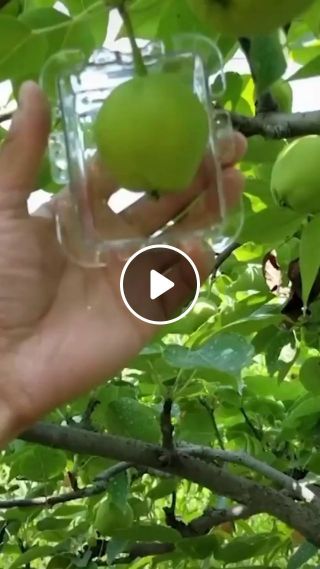 Square Apple Fruit