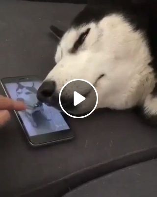 Dog Howling In Sleep