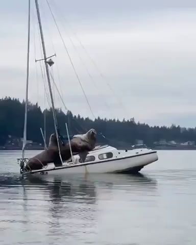 Two big jerks sinking a boat, sea lion, wild animals, boat.