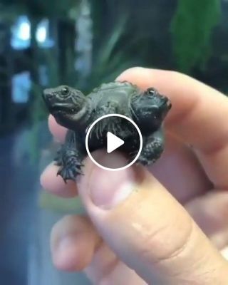 Two-headed Turtle