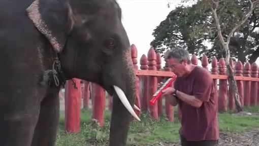 Great, This Elephant Really Enjoyed The Music. Funny Animal Videos. Funny Elephant Videos. Music. Dance.