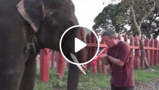 Great, this elephant really enjoyed the music