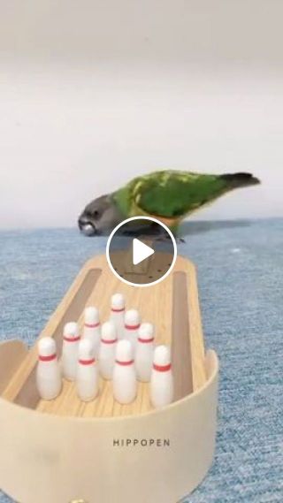 Smartest Bird Ever