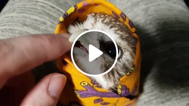 Cutest little owl, cute animal gifs, bird, owl. #0