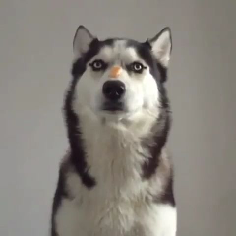 Easy challenge for an ingenious dog - Video & GIFs | funny dog gifs,funny pet gifs,pet food,husky,challenge