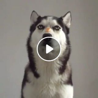 Easy challenge for an ingenious dog
