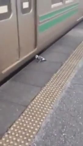 He prefers taking the train rather than flying, lol, funny bird videos, funny animal videos, train, dove.